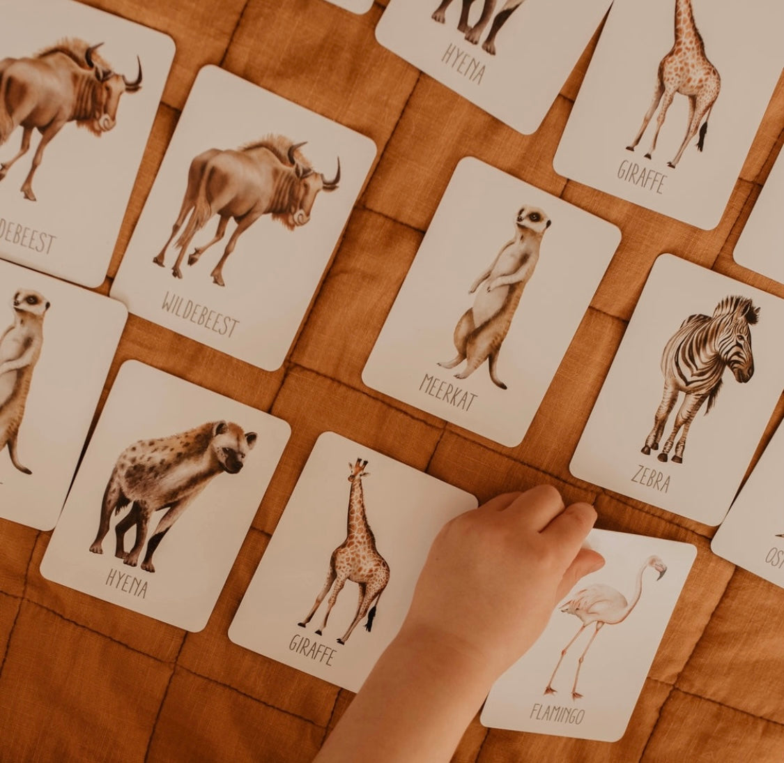 Modern Monty Africa snap & go fish (2 card games in 1)